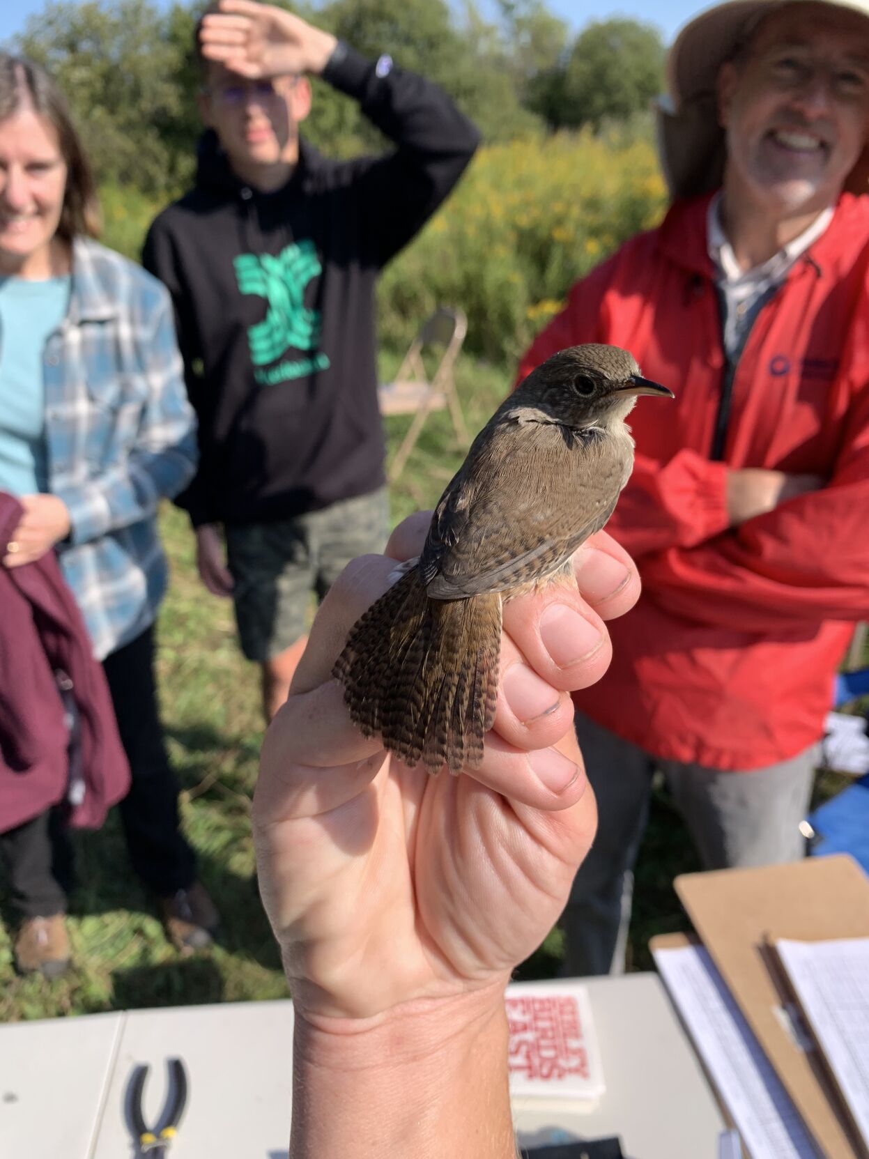 House wren